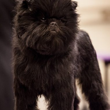 Frankie