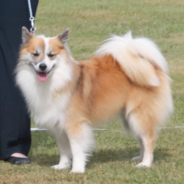 Oscar