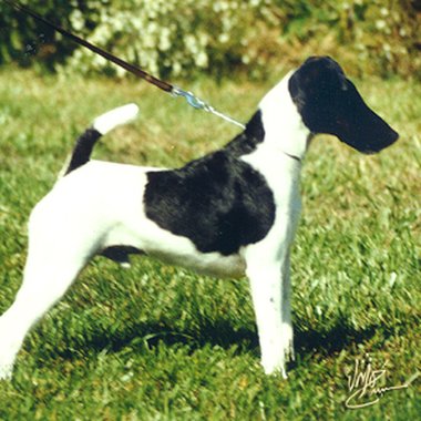 Archie