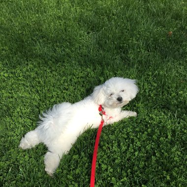 Toby