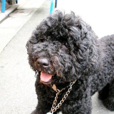 Lola