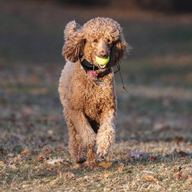 Oscar