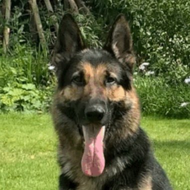 Saxon