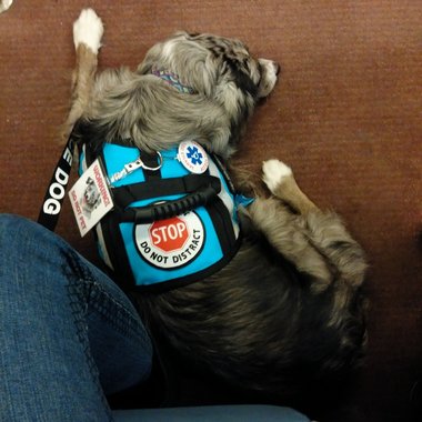 Toby