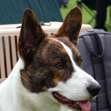 Max