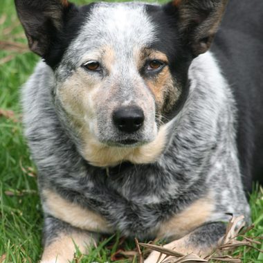 Oscar