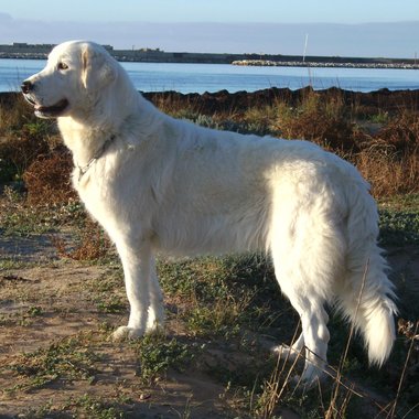 Rosie