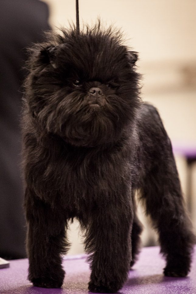 Affenpinscher standing outdoors at a dog show