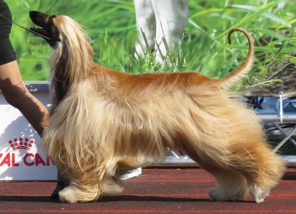 Afghan Hound in profile showing its long silky coat