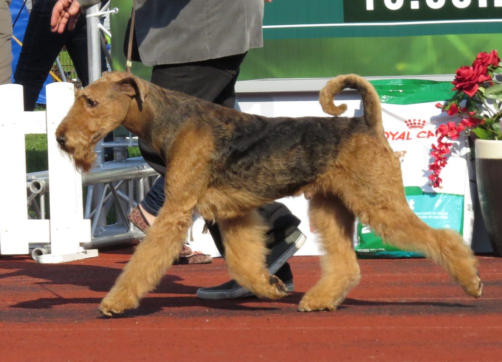 Airedale Terrier walking outdoors at a dog show