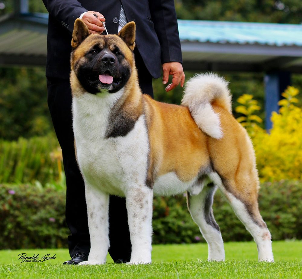 Akita standing outdoors with handler