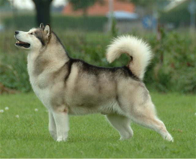 Alaskan Malamute standing on grass