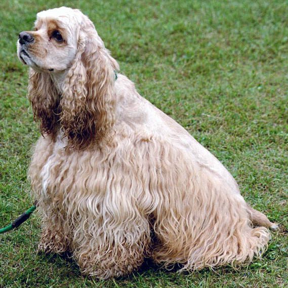 American Cocker Spaniel sitting outdoors