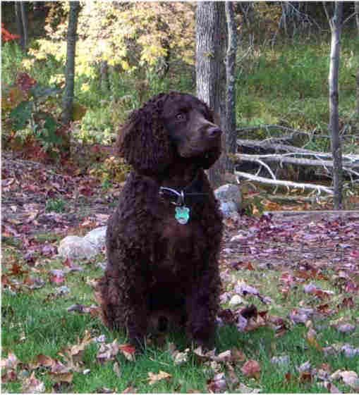 American Water Spaniel standing outdoors