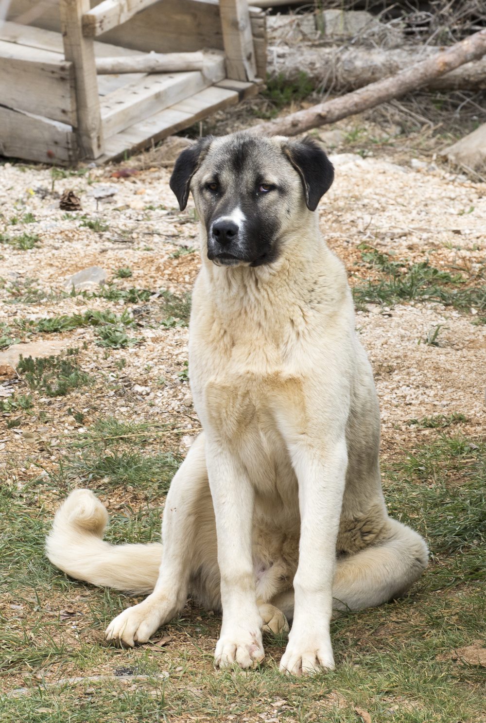 Anatolian Shepherd Dog sitting outdoors