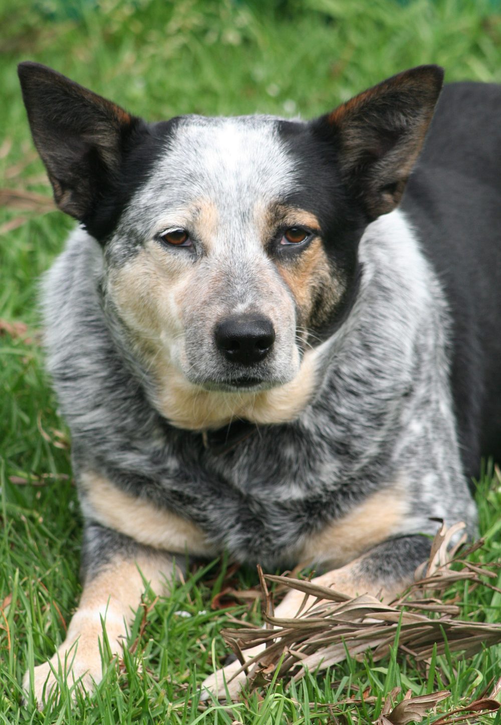 Australian Cattle Dog lying on grass