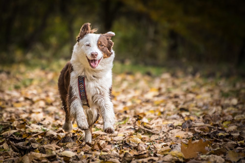 Australian Shepherd running through autumn leaves
