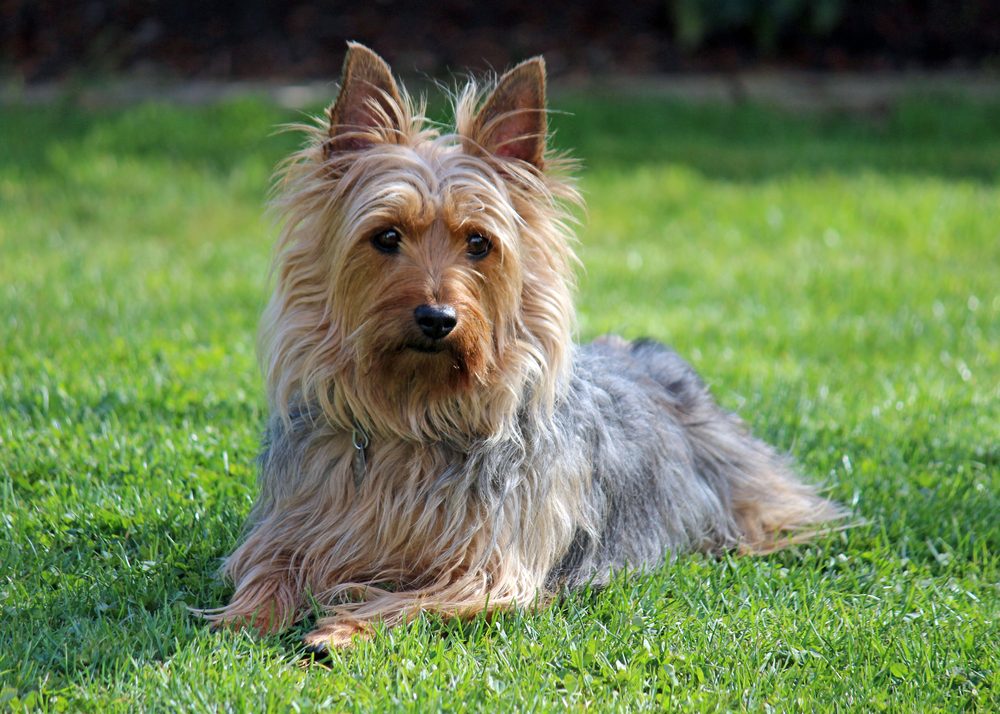 Australian Silky Terrier lying on grass