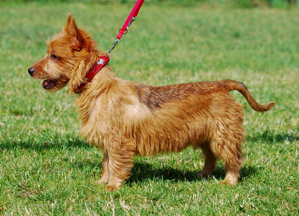 Australian Terrier on a lead outdoors