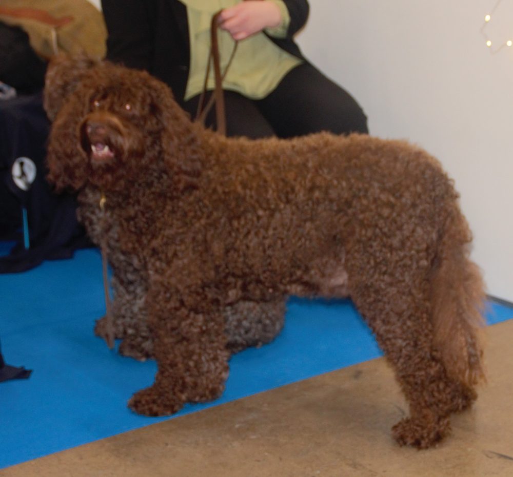 Barbet with curly brown coat at a dog show
