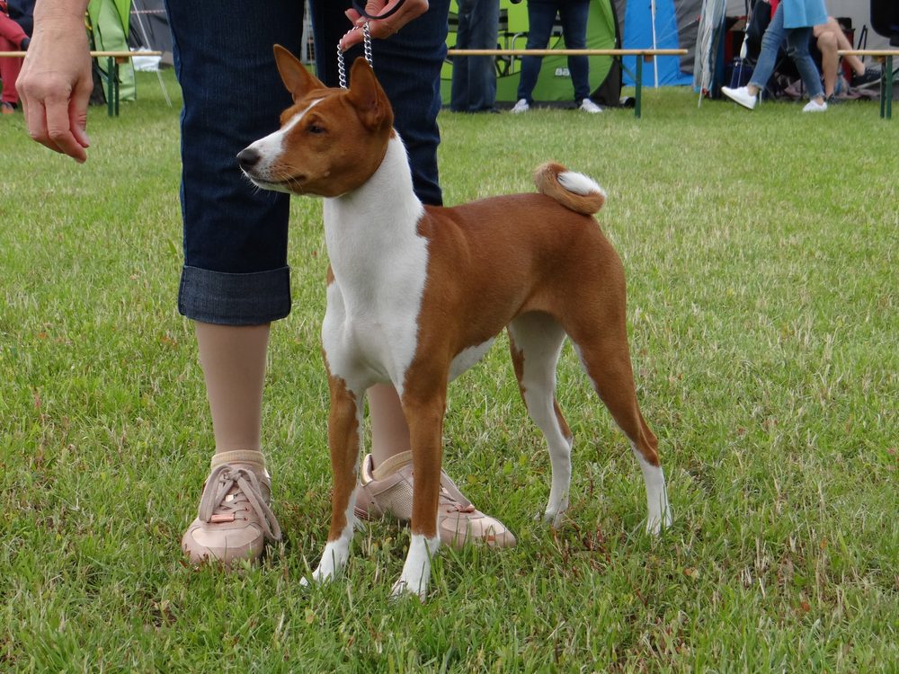 Basenji standing at a dog show