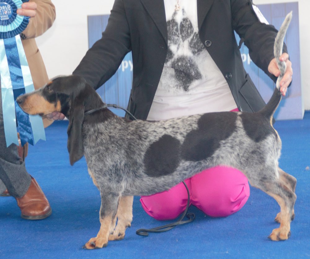 Basset Bleu de Gascogne at a dog show