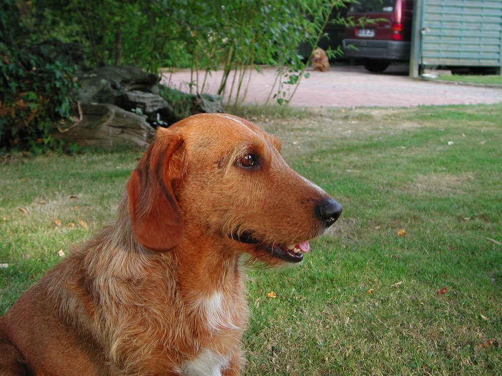 Basset Fauve de Bretagne close-up portrait