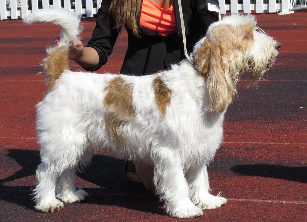 Grand Basset Griffon Vendéen standing in profile