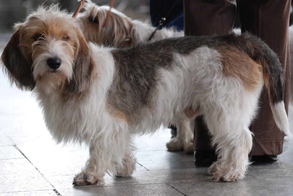Petit Basset Griffon Vendéen standing in profile