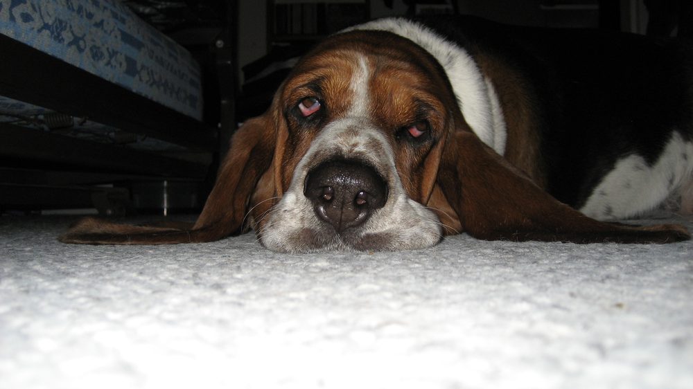 Basset Hound lying flat on the floor, close-up