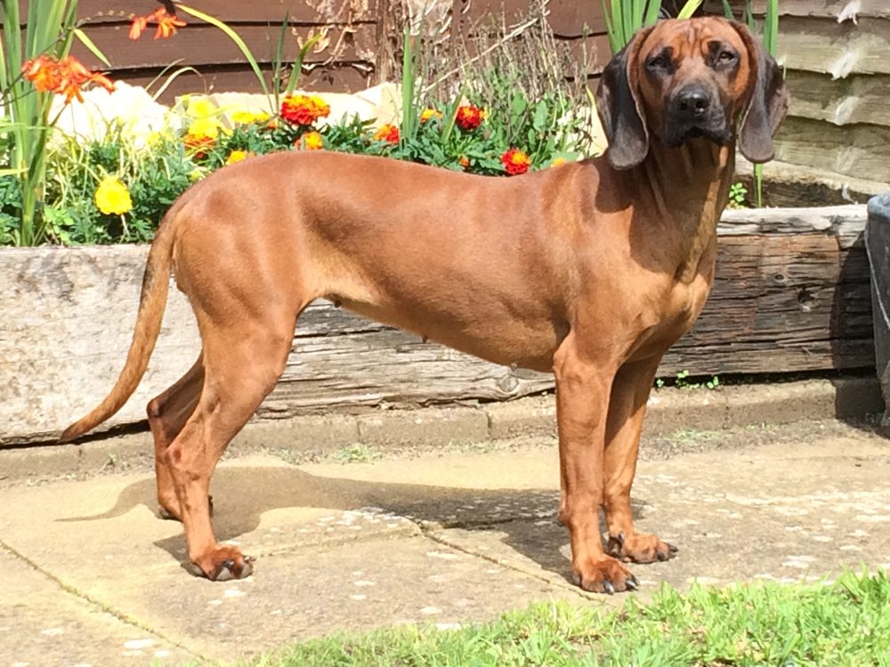 Bavarian Mountain Hound standing in a garden