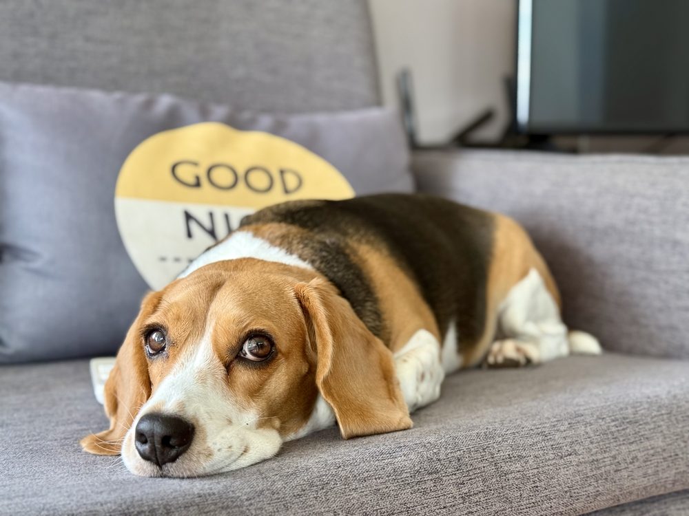 Beagle lying on a sofa indoors