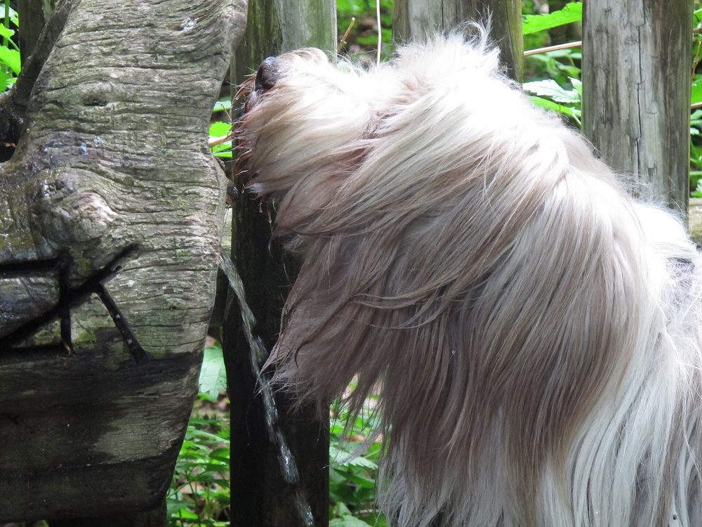 Bearded Collie