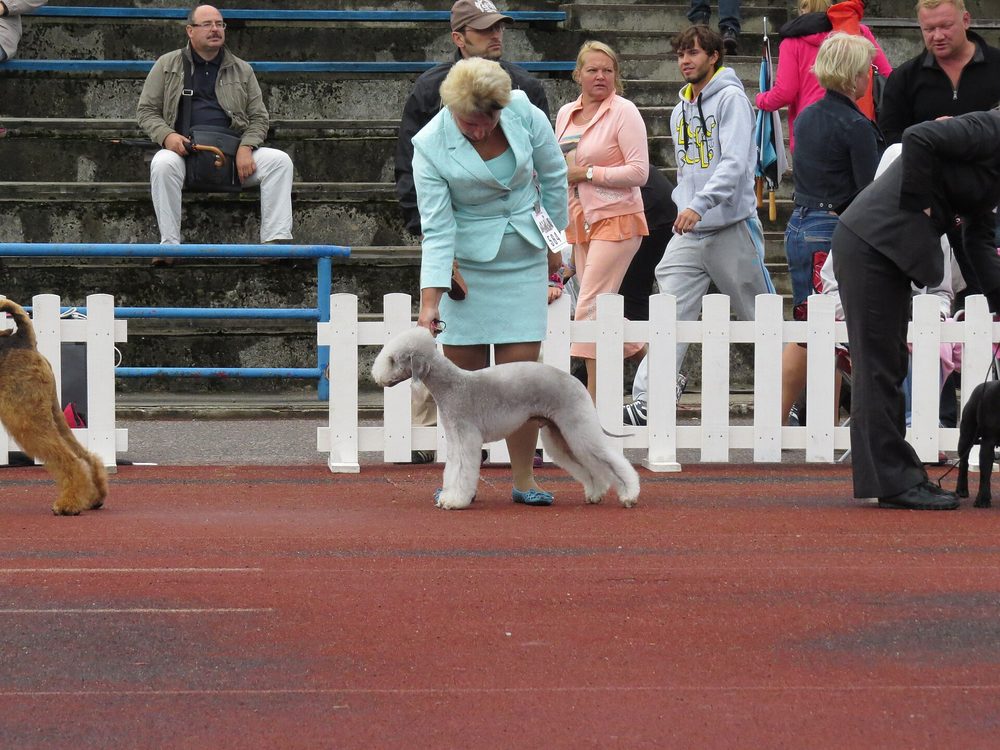 Bedlington Terrier