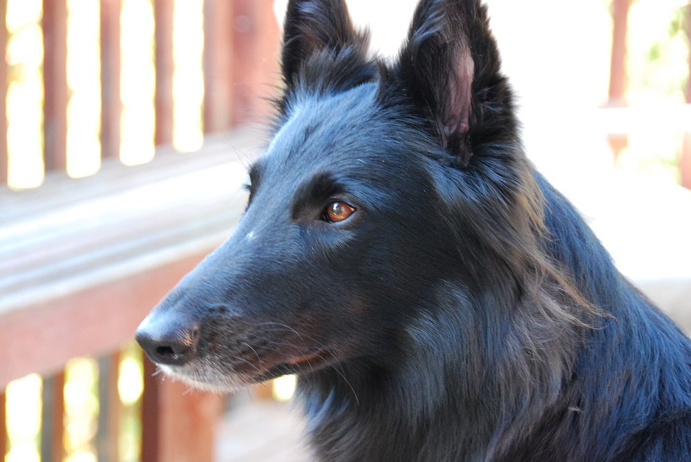 Belgian Shepherd Dog (Groenendael)