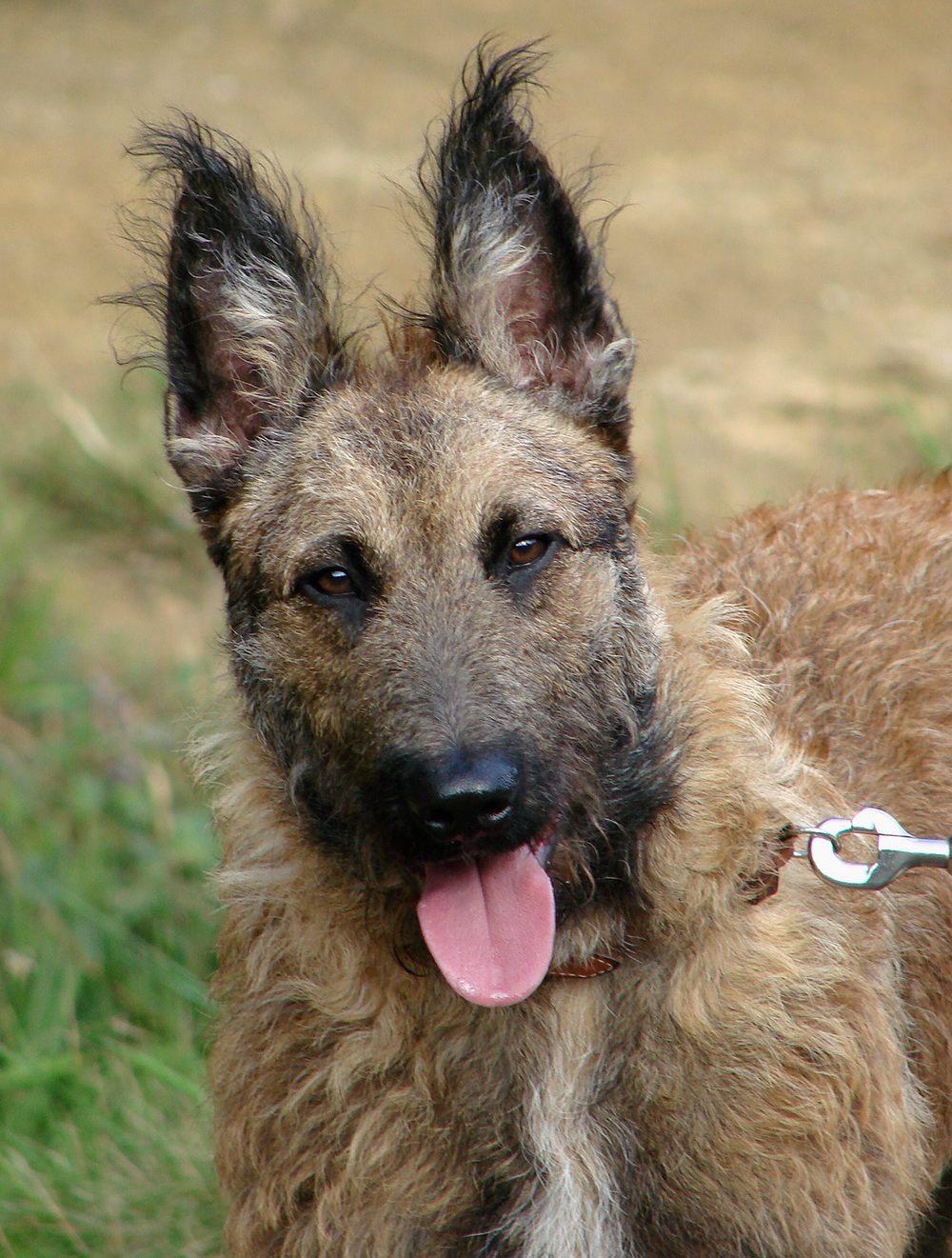 Belgian Shepherd Dog (Laekenois)