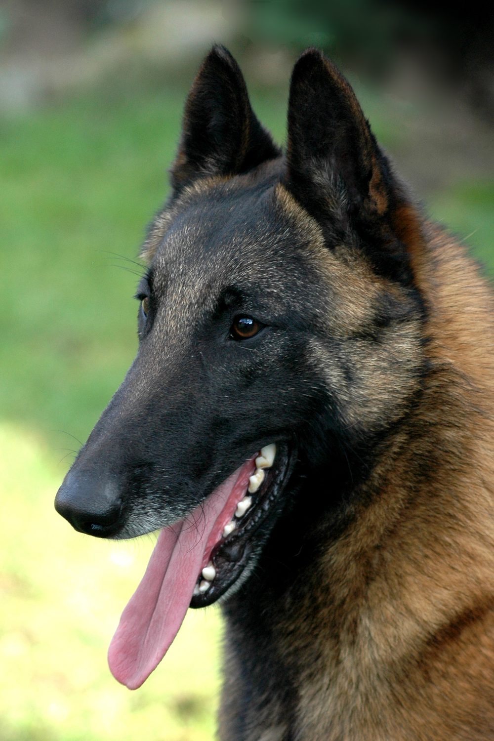 Belgian Shepherd Dog (Malinois)