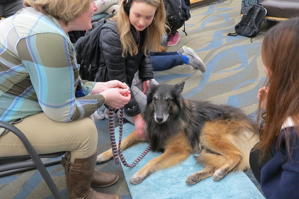 Belgian Shepherd Dog (Tervueren)