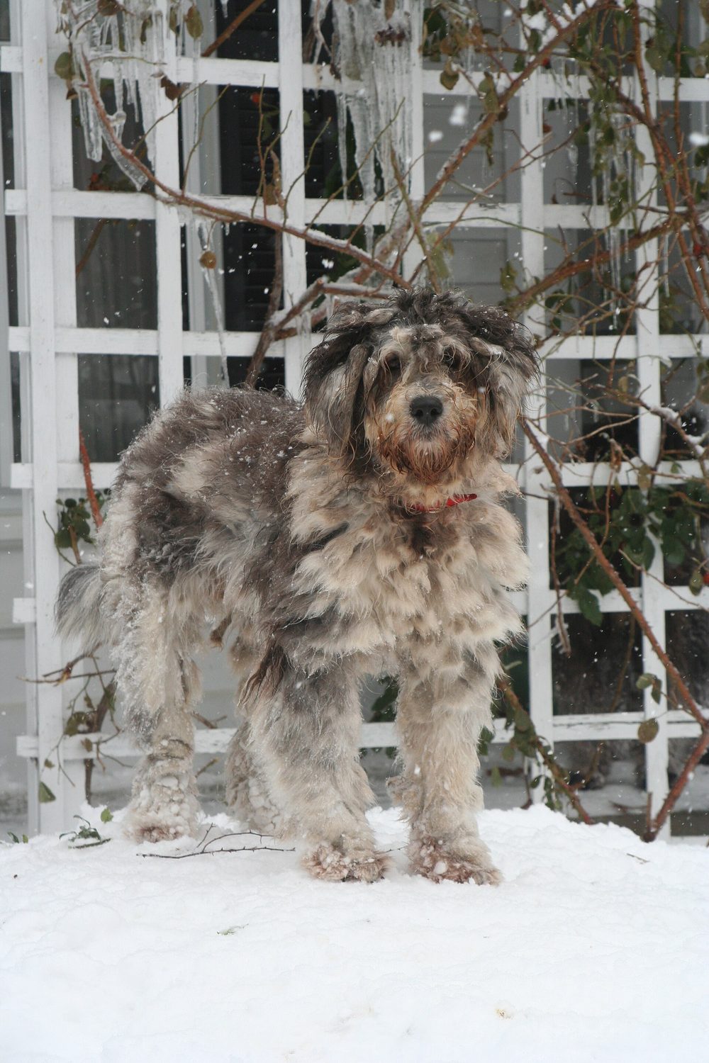 Bergamasco