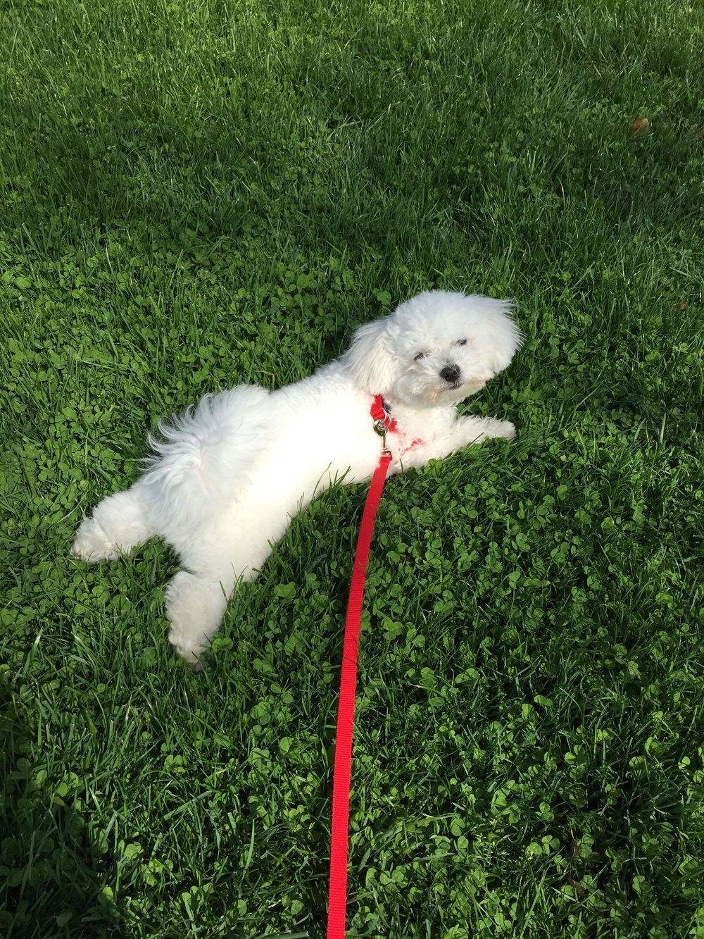 Bichon Frise lying on grass with a red lead