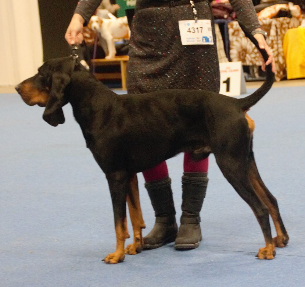 Black & Tan Coonhound