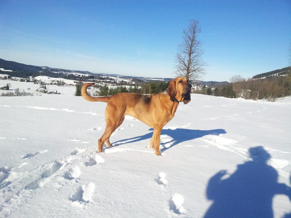 Bloodhound