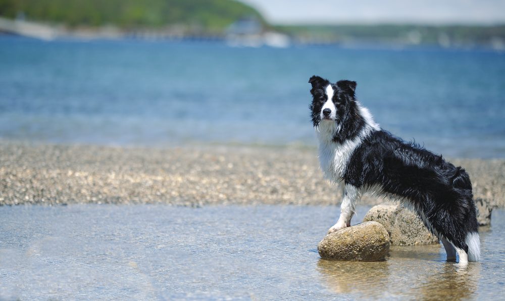 Black and white Border Collie lying on grass