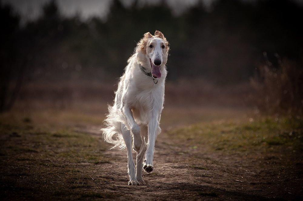 Borzoi
