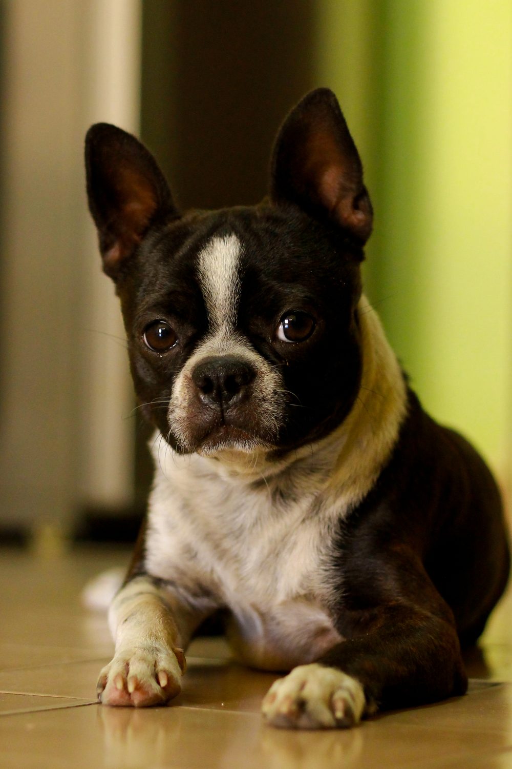 Boston Terrier lying on a wooden floor indoors