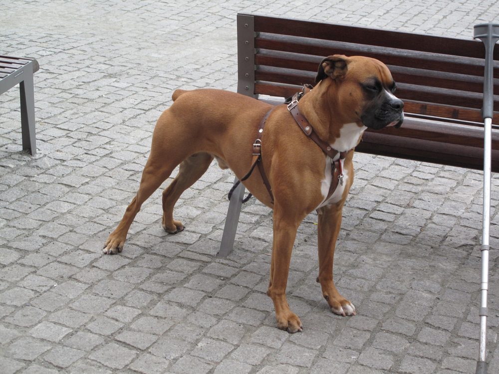 Boxer standing outdoors wearing a harness