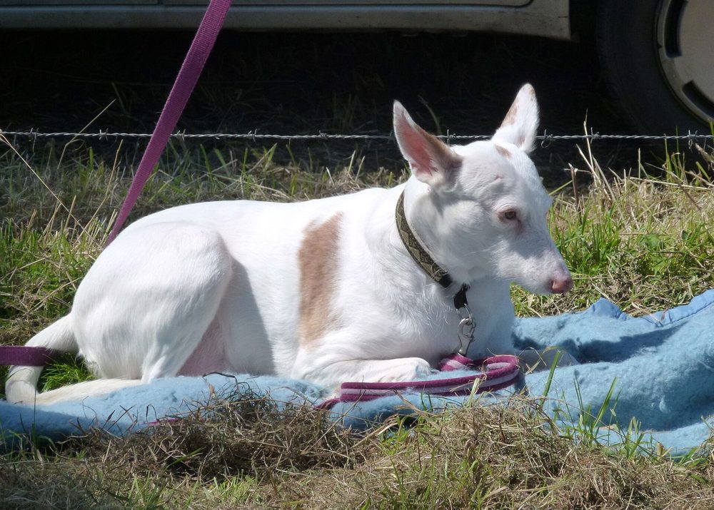 Bull Terrier