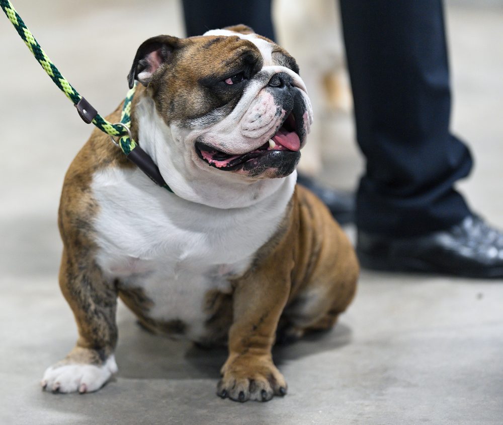 Bulldog standing on a lead indoors