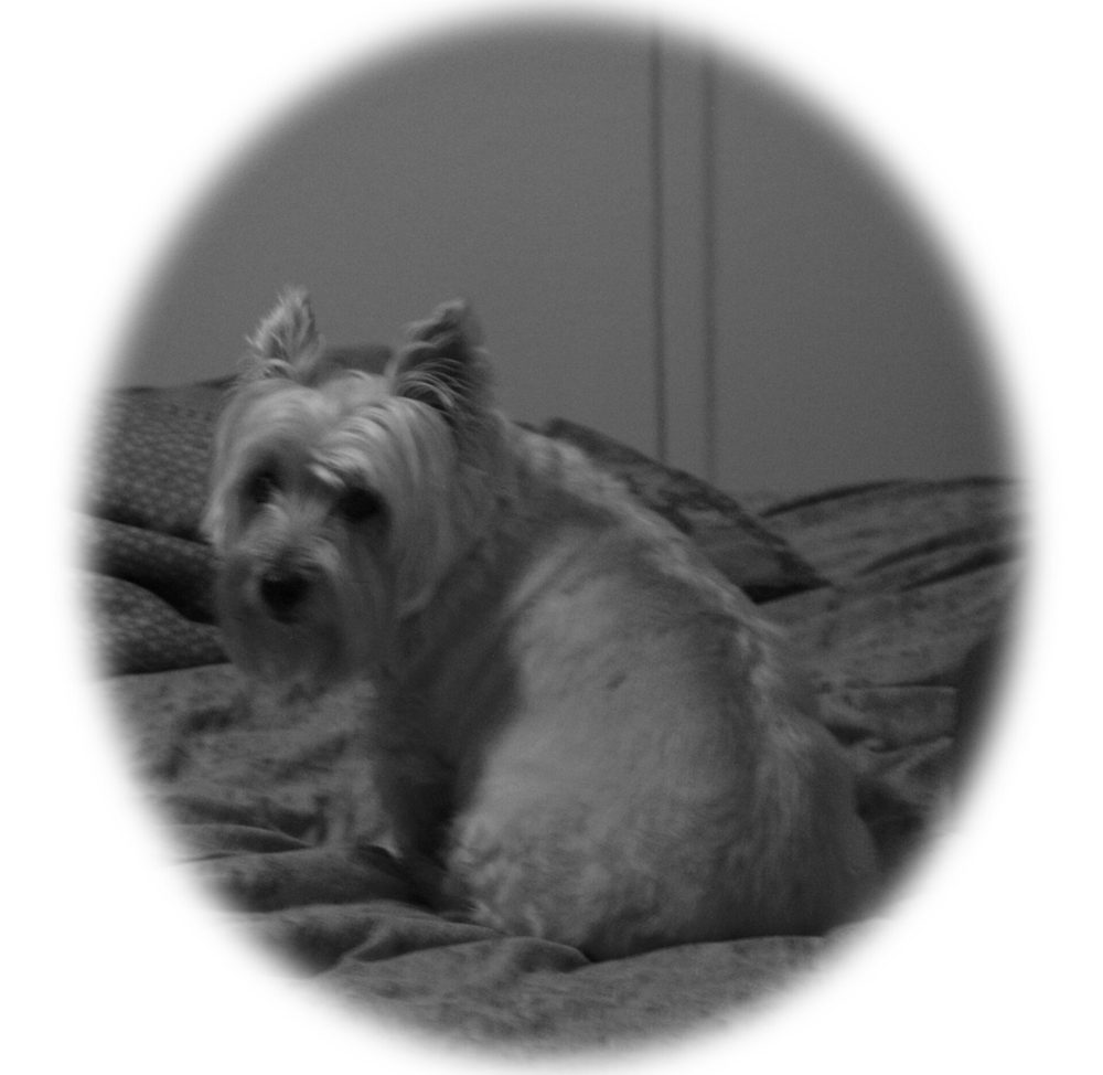 Cairn Terrier