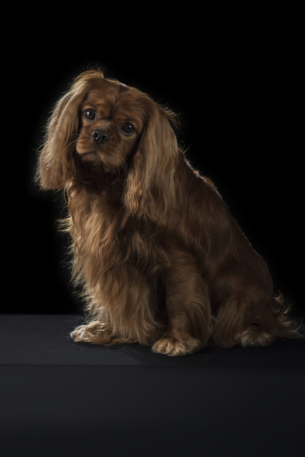 Cavalier King Charles Spaniel (Ruby) sitting against a dark background